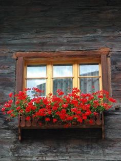 red flowers are in a window box on the side of a wooden building with yellow windows