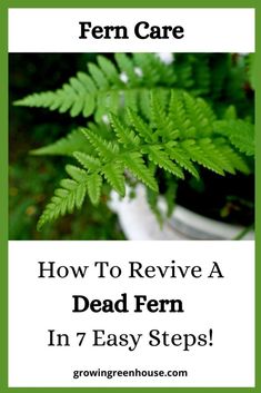 fern plant with text overlay how to remove a dead fern in 7 easy steps