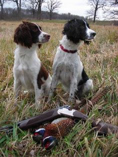 Working Spaniel, Upland Bird Hunting, Target Top, Springer Spaniel Puppies, Deer Hunting Tips, Quail Hunting, Bird Hunting, Spaniel Puppies, English Springer