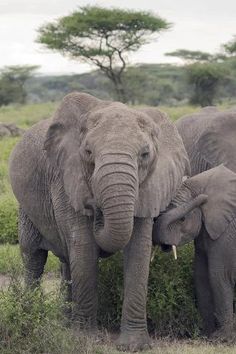 two elephants standing next to each other in the grass