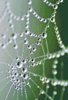 water droplets on the side of a spider web