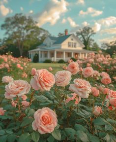 pink roses blooming in front of a white house