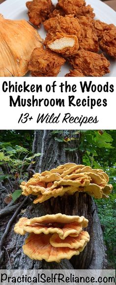 chicken of the woods mushroom recipe with text overlay