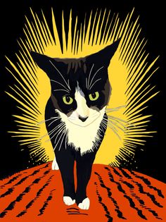 a black and white cat standing on top of an orange floor with sunbursts in the background