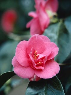 a pink flower with green leaves on it