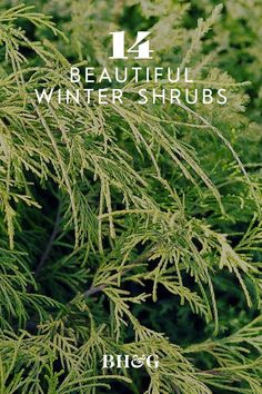 some green leaves and branches with the words beautiful winter shrubs on them in white letters