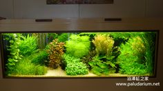 an aquarium filled with lots of green plants