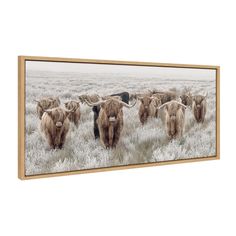 a herd of long horn cattle walking across a grass covered field in front of a white background