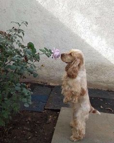 a dog standing on its hind legs with a flower in it's mouth