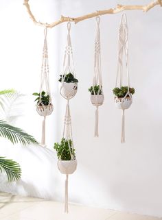 macrame plant hangers with plants in them