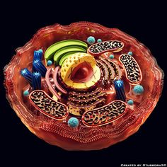 an animal cell is shown with many different things in it's structure and colors