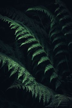 green fern leaves in the dark