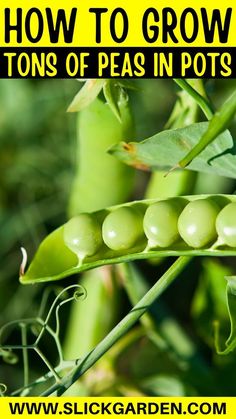 peas growing on the plant with text overlay how to grow tons of pea in pots