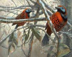 two red birds perched on branches in the woods, one is orange and the other is blue