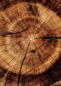 the cross section of a tree that has been cut down