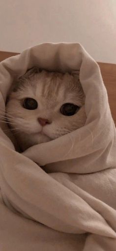 a cat is hiding under a blanket on the bed with it's eyes wide open