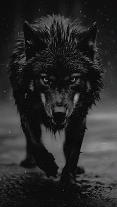 a black and white photo of a wolf running in the rain with it's mouth open