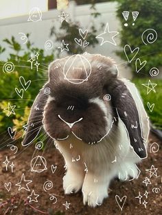 a rabbit is sitting in the dirt with hearts drawn on it's face and ears