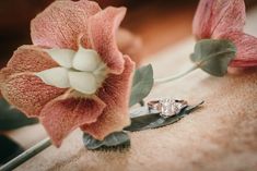 a close up of a flower with a ring on it