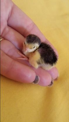 a small bird sitting in the palm of someone's hand