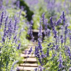 purple flowers in the middle of a field with steps leading up to them and green grass