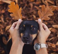 a person holding a small dog with leaves on it's head in front of their face