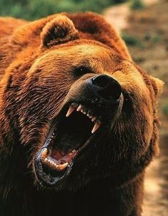 a large brown bear with its mouth open