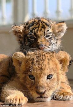 two baby lions playing with each other on top of a wooden floor in front of a railing