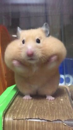 a hamster sitting on top of a wooden box