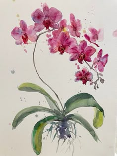 a watercolor painting of pink orchids in a vase with green leaves and roots