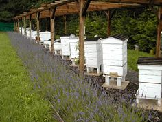 rows of beehives lined up in the middle of a field with lavender flowers