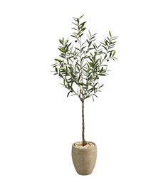 an olive tree in a pot on a white background