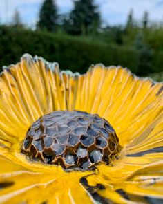 a yellow and black flower with some trees in the background