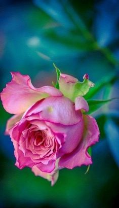 a pink rose with green leaves in the foreground and a blue background behind it