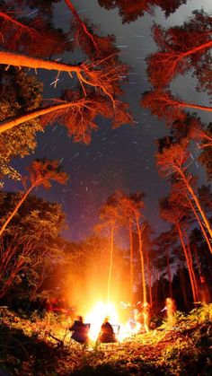 people sitting around a campfire in the woods at night with bright lights shining through the trees