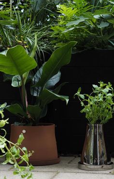 two vases with plants in them sitting on the ground