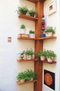 several potted plants are arranged on wooden shelves