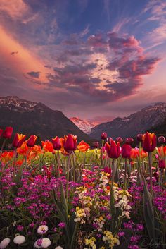 there is a field full of flowers with mountains in the back ground and clouds in the sky