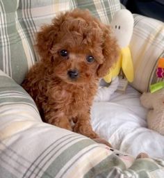 a small brown dog sitting on top of a couch next to stuffed animals and pillows