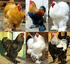 four different types of chickens standing next to each other