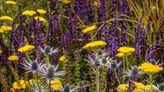 wildflowers and other plants in a field with purple, yellow and white flowers