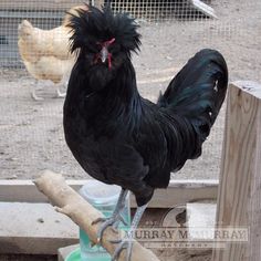 a black rooster standing on top of a piece of wood