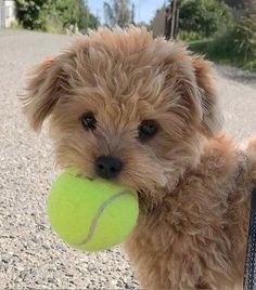 a small brown dog holding a tennis ball in it's mouth and looking at the camera