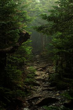 a trail in the woods with lots of trees and rocks on either side of it