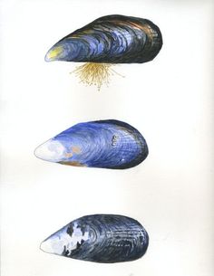 three different types of clams are shown in this drawing, one is blue and the other is white