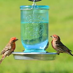 two birds perched on a bird feeder with water in the beak and grass in the background