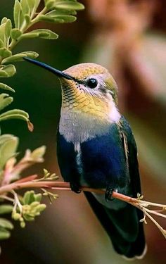 a small bird sitting on top of a tree branch