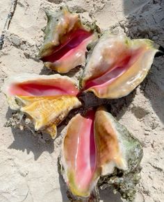 four seashells are laying on the sand and one shell is yellow, pink, and green