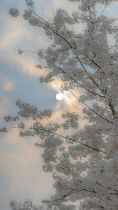 the sun shines through the clouds behind a blossoming tree