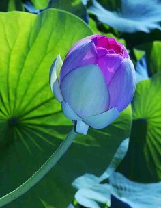 the lotus flower is blooming in front of green leaves